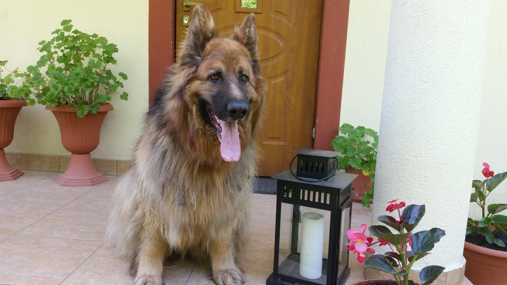 Pokoje Goscinne Na Skraju Puszczy Pogorzelce Exterior foto